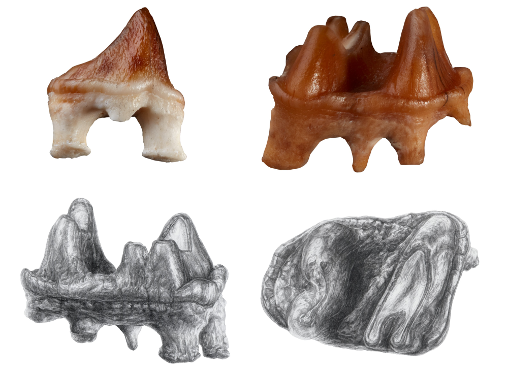 the lower premolar is pointed, almost like a stubby shark tooth, and the lower molar is more bumpy like a miniature mountain range
